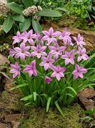 IPHEION UNIFLORUM CHARLOTTE BISHOP 10 - Image 2