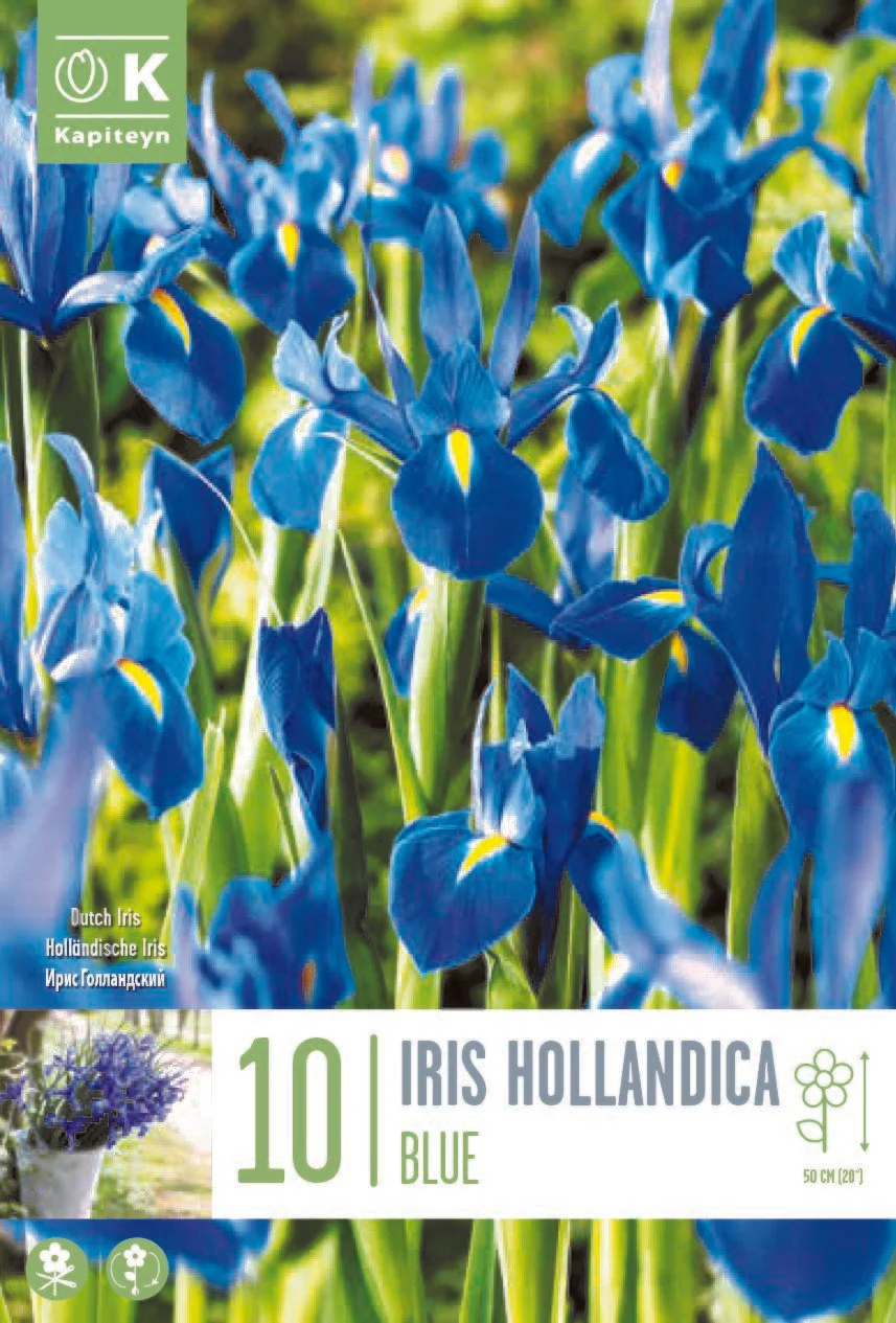 IRIS BLUE X 10
