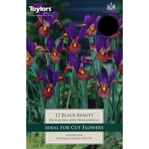IRIS HOLLANDICA BLACK BEAUTY 12