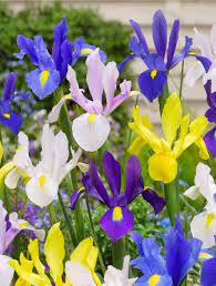 IRIS HOLLANDICA MIXED COLOURS X 15 - Image 2