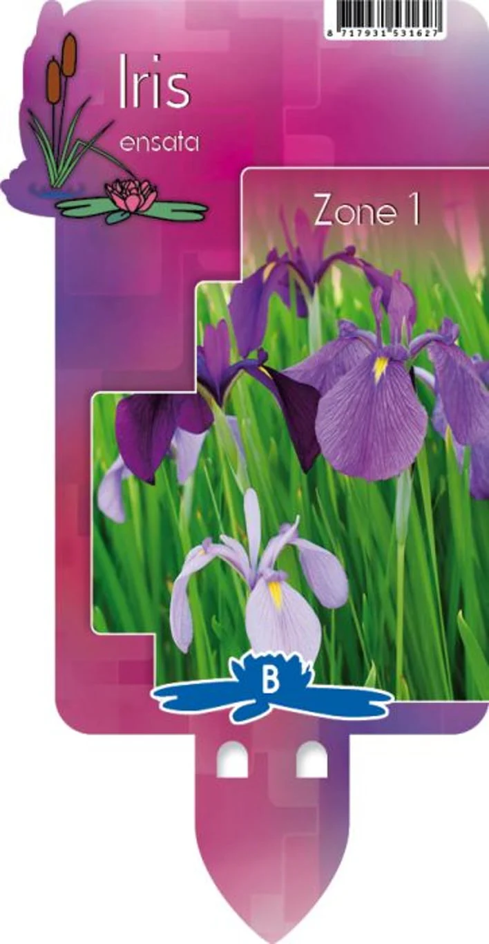Iris kaempferi P9 - Image 2