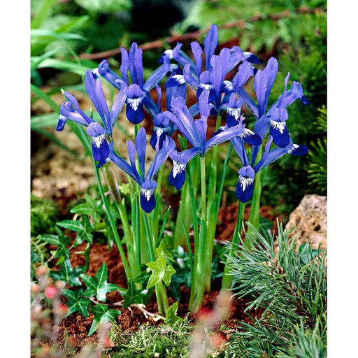 IRIS RETICULATA CLAIRETTE 12 - Image 2