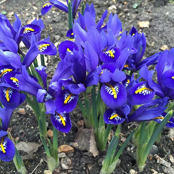 IRIS RETICULATA HARMONY 12 - Image 2