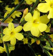Jasminum nudiflorum - Image 2
