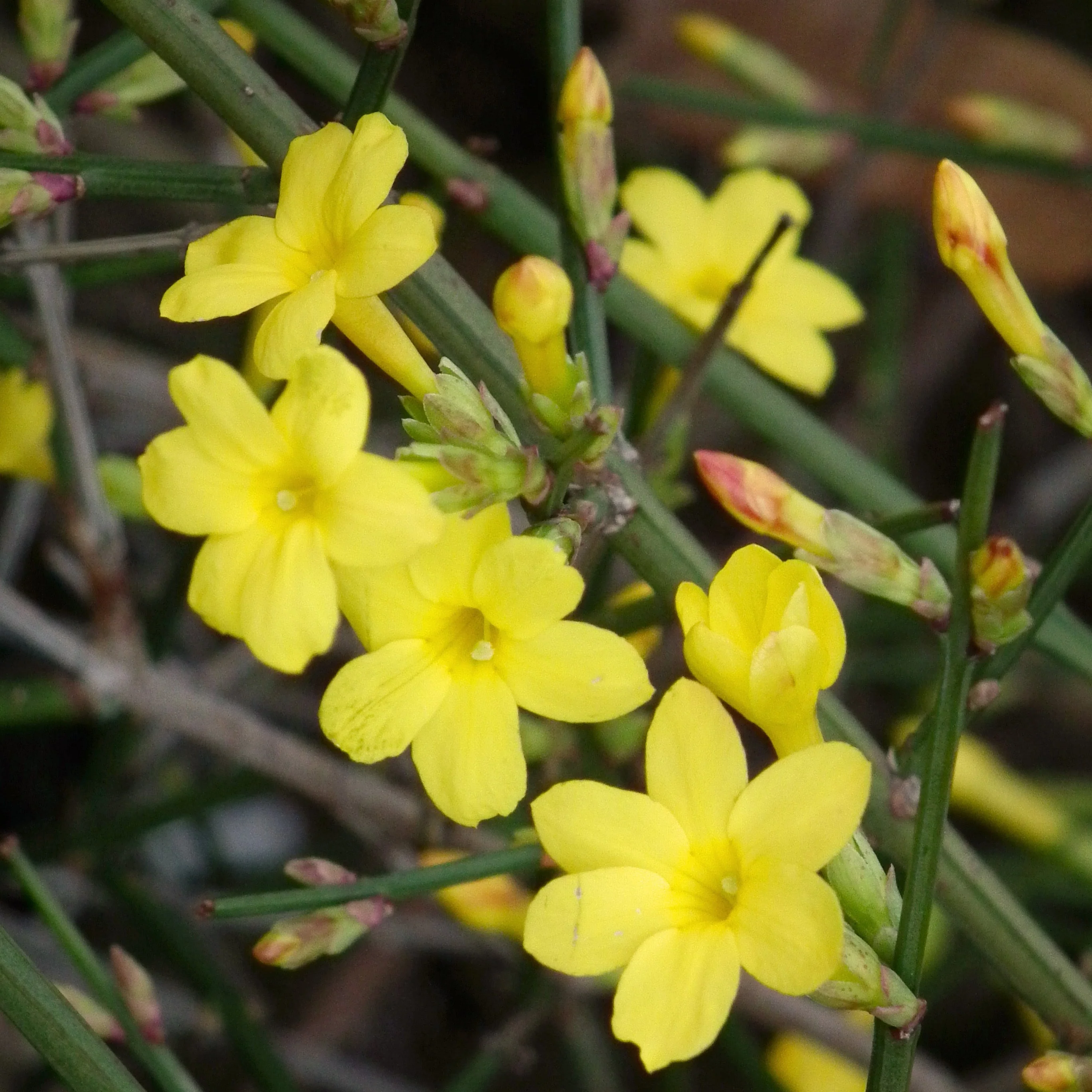 Jasminum nudiflorum S-pot(2,25 L)