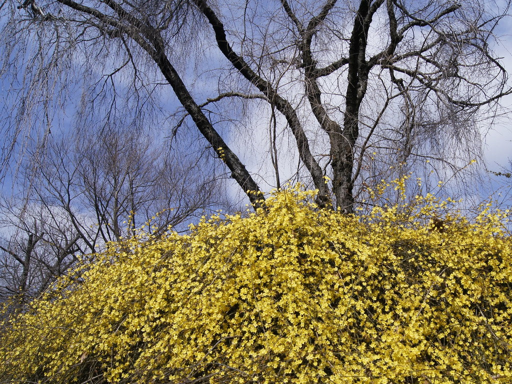 Jasminum nudiflorum S-pot(2,25 L) - Image 4