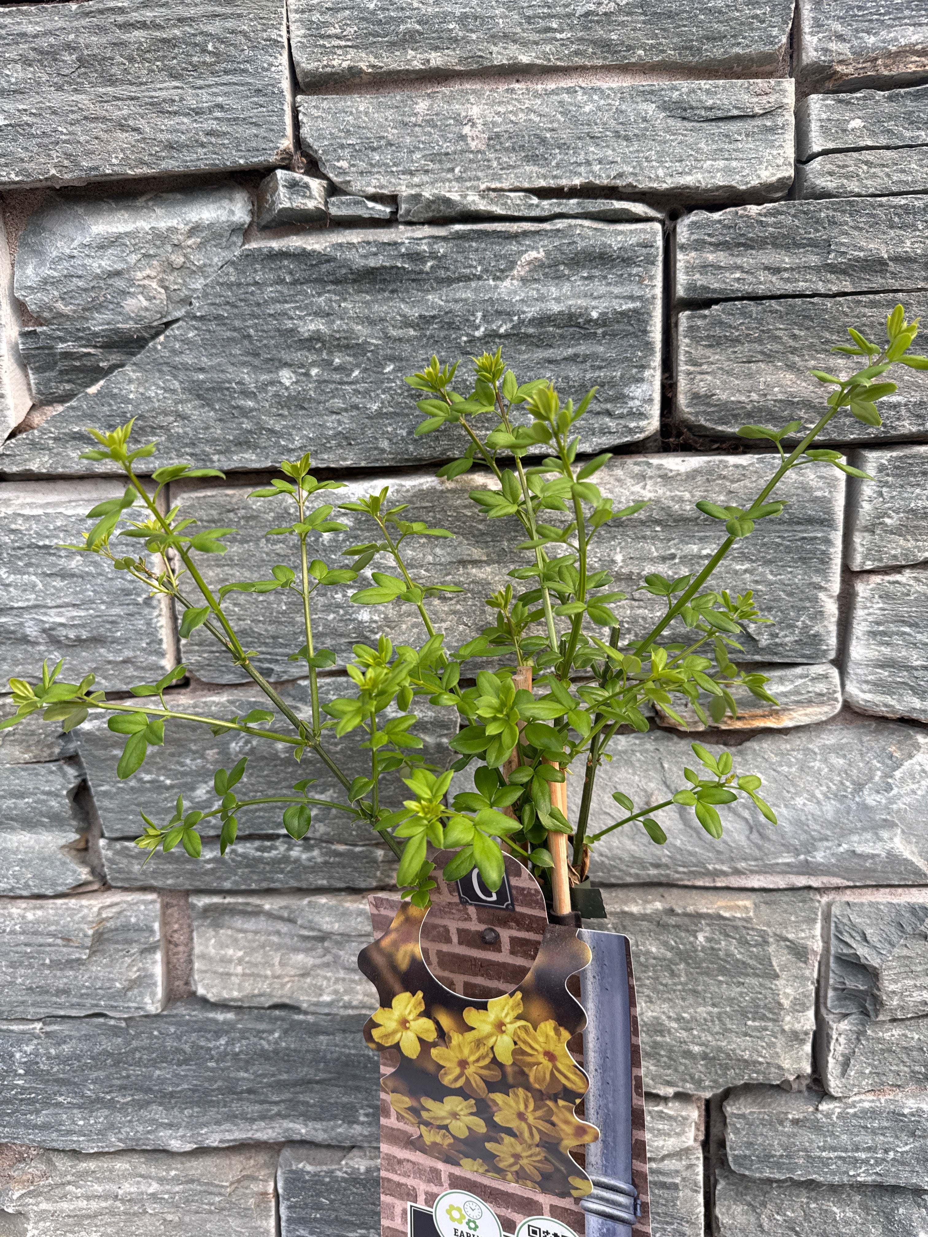 Jasminum nudiflorum S-pot(2,25 L) - Image 5