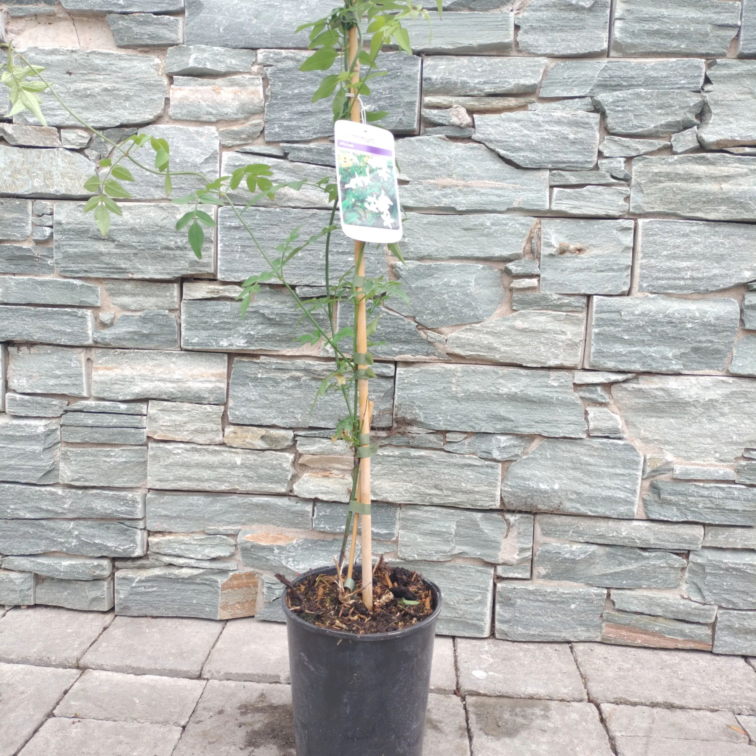 Jasminum officinale 3ltr pots - Image 3