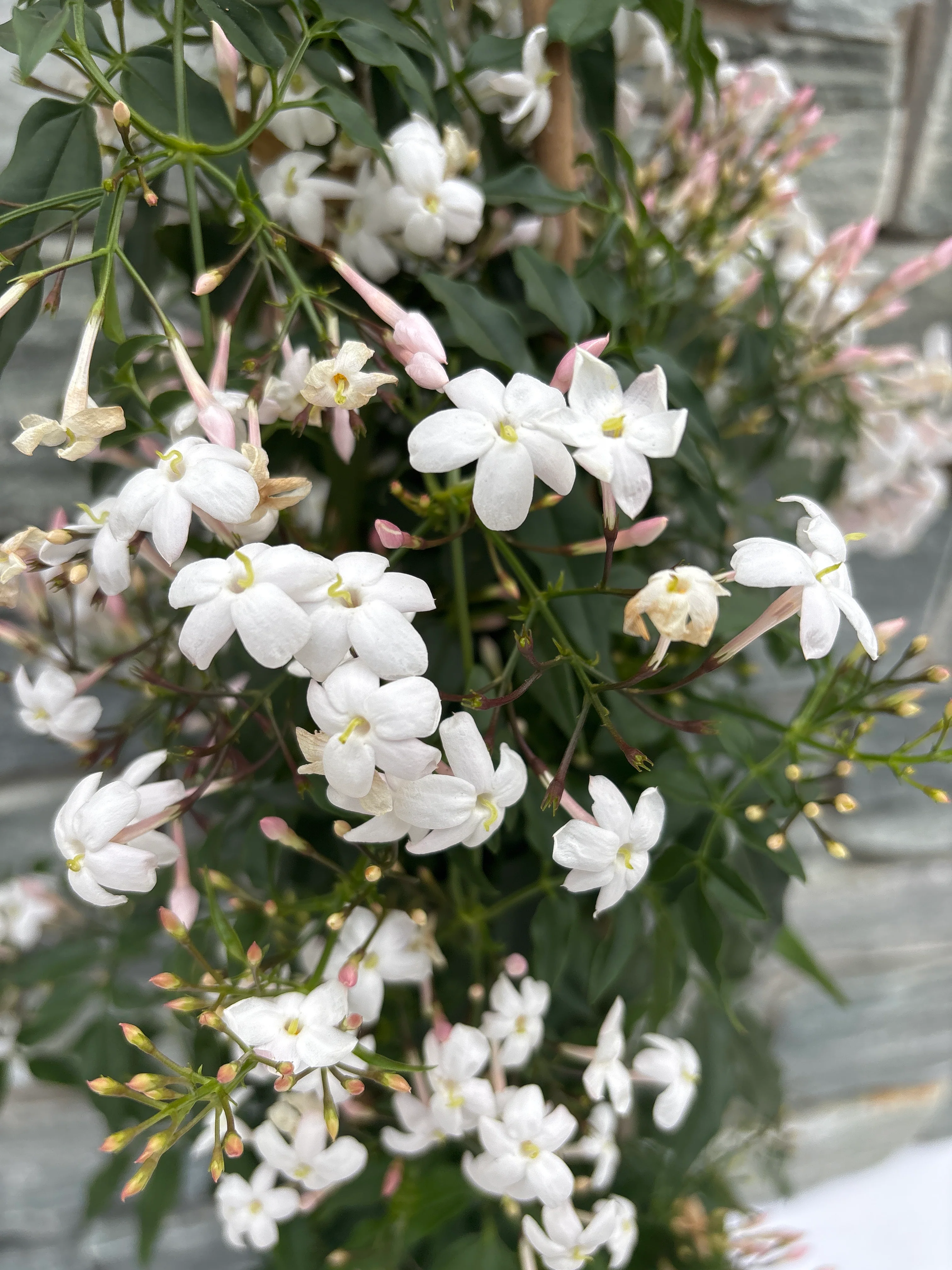 Jasminum polyanthum / P21 - 3 cane pyr - Image 2