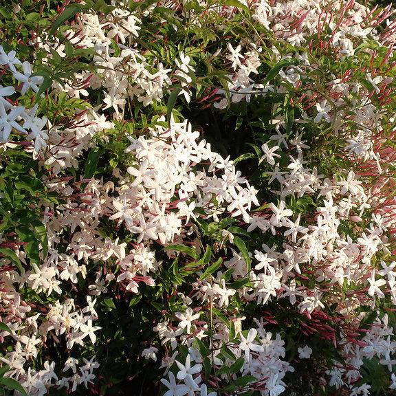JASMINUM POLYANTHUS - Image 3