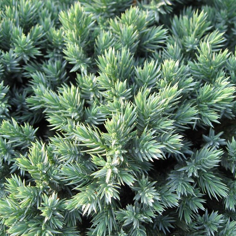Juniperus squamata Blue Star