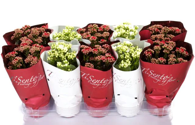 Kalanchoe Calandiva red & white P12