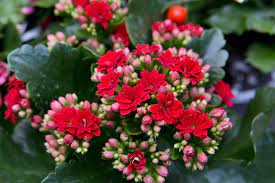 Kalanchoe Gardenlina red P15