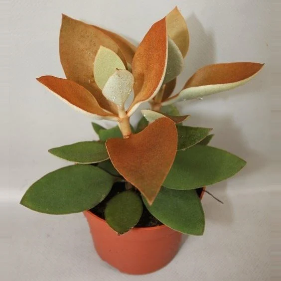 Kalanchoe orgyalis P12