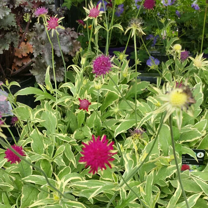 Knautia Thunder & Lightning - Image 4