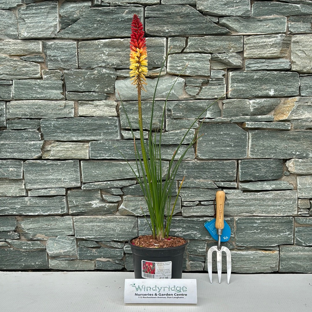KNIPHOFIA Pyromania Rockets Red Glare - Image 2