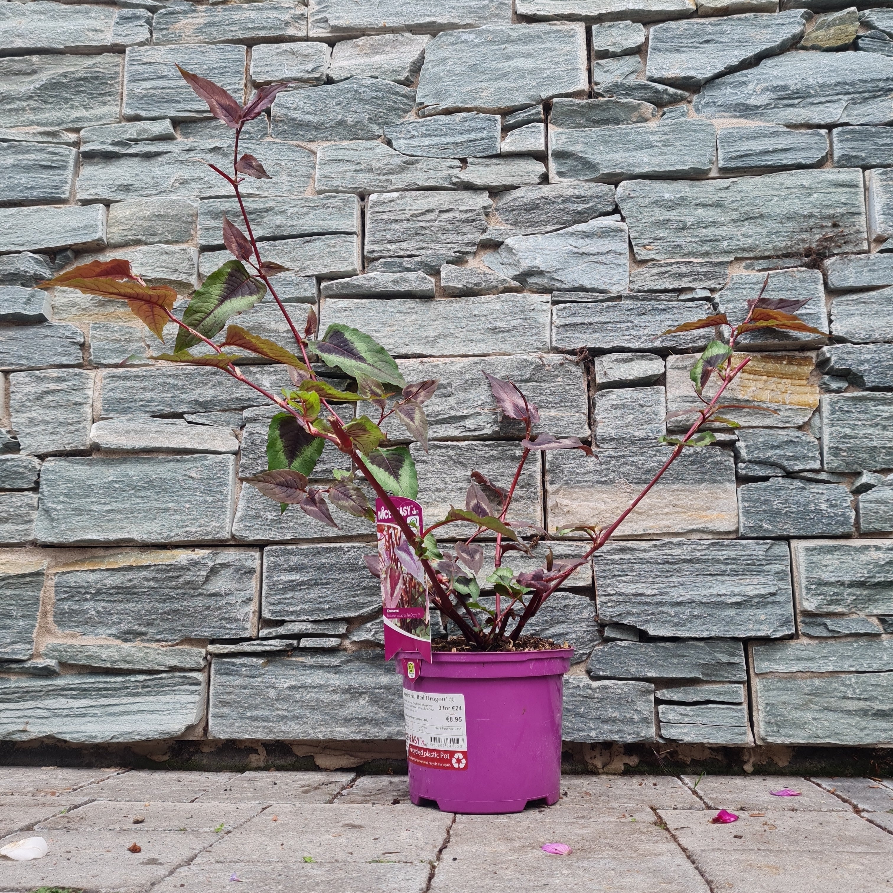 Knotweed Persicaria Red Dragon (2Ltr Pot) - Image 2