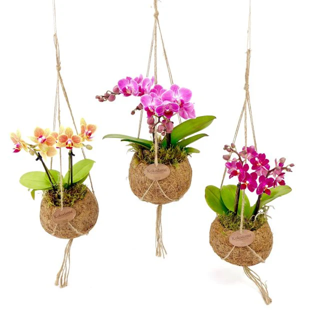 Kokodama Phalaenopsis  12 cm string pot