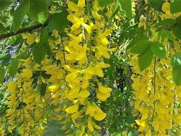 Laburnum Ã— watereri Vossii