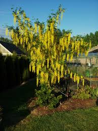 LABURNUM WATERII VOSSII - Image 2