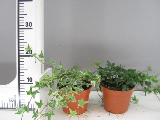 Large Ivy