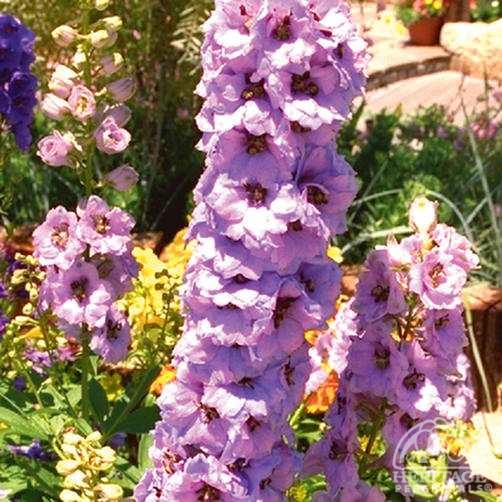 Delphinium 'Astolat' - Image 2