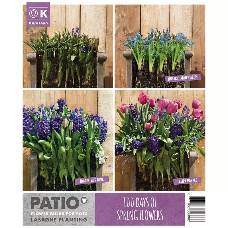 LASAGNE PLANTING PINK & BLUE x 40 - Image 2