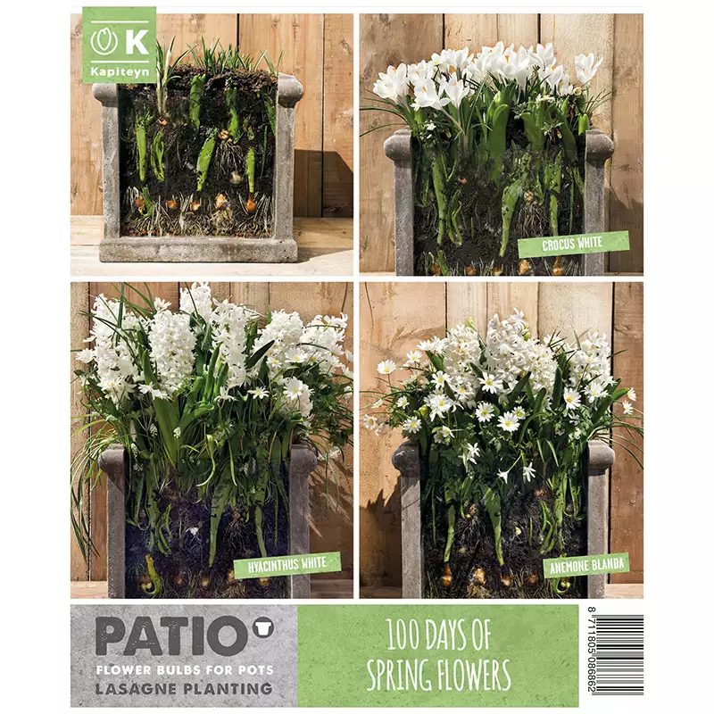 LASAGNE PLANTING WHITE x 40 - Image 2