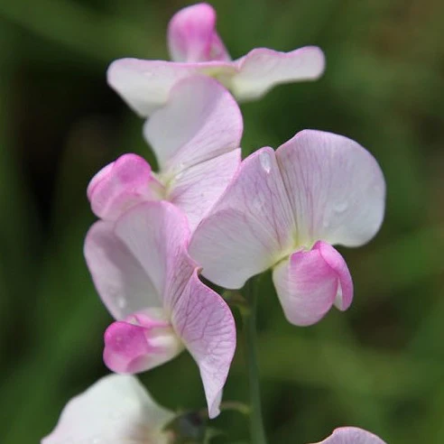 Lathyrus lat. Pink Pearl - Image 2
