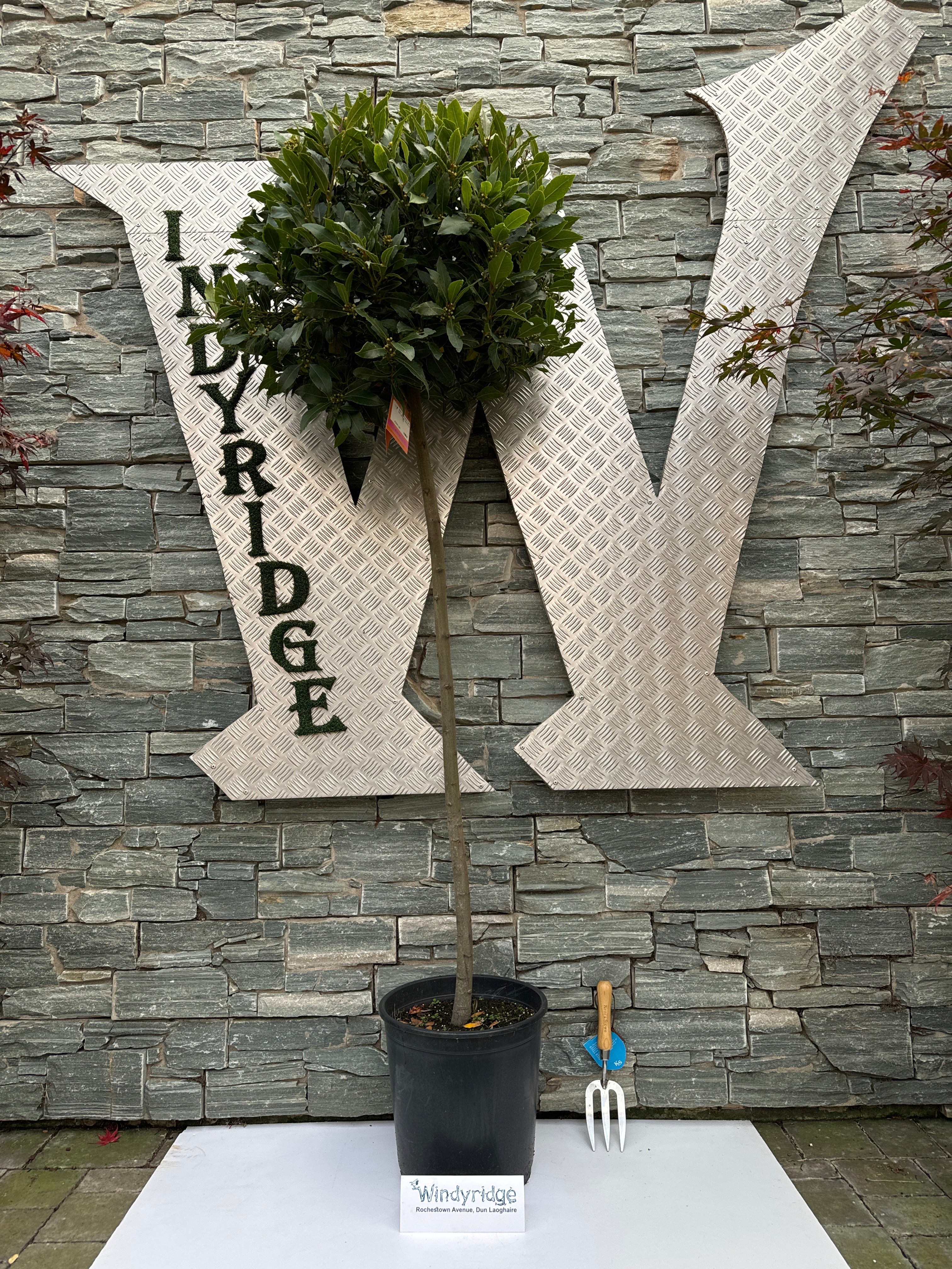 LAURUS NOBILIS BOL OP 5/4 STAM 65/70 P 30 - Image 2