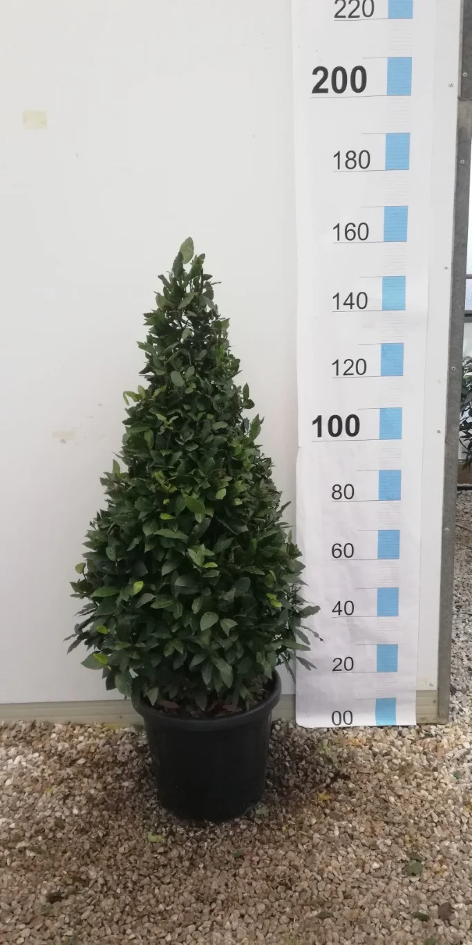 LAURUS NOBILIS CLT 30 / 35  H 125 - 150 CM     CONO