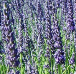 LAVANDULA ang. Grosso