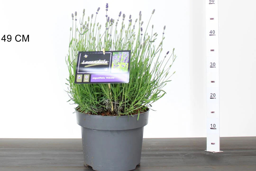 Lavandula ang. Hidcote - Image 2
