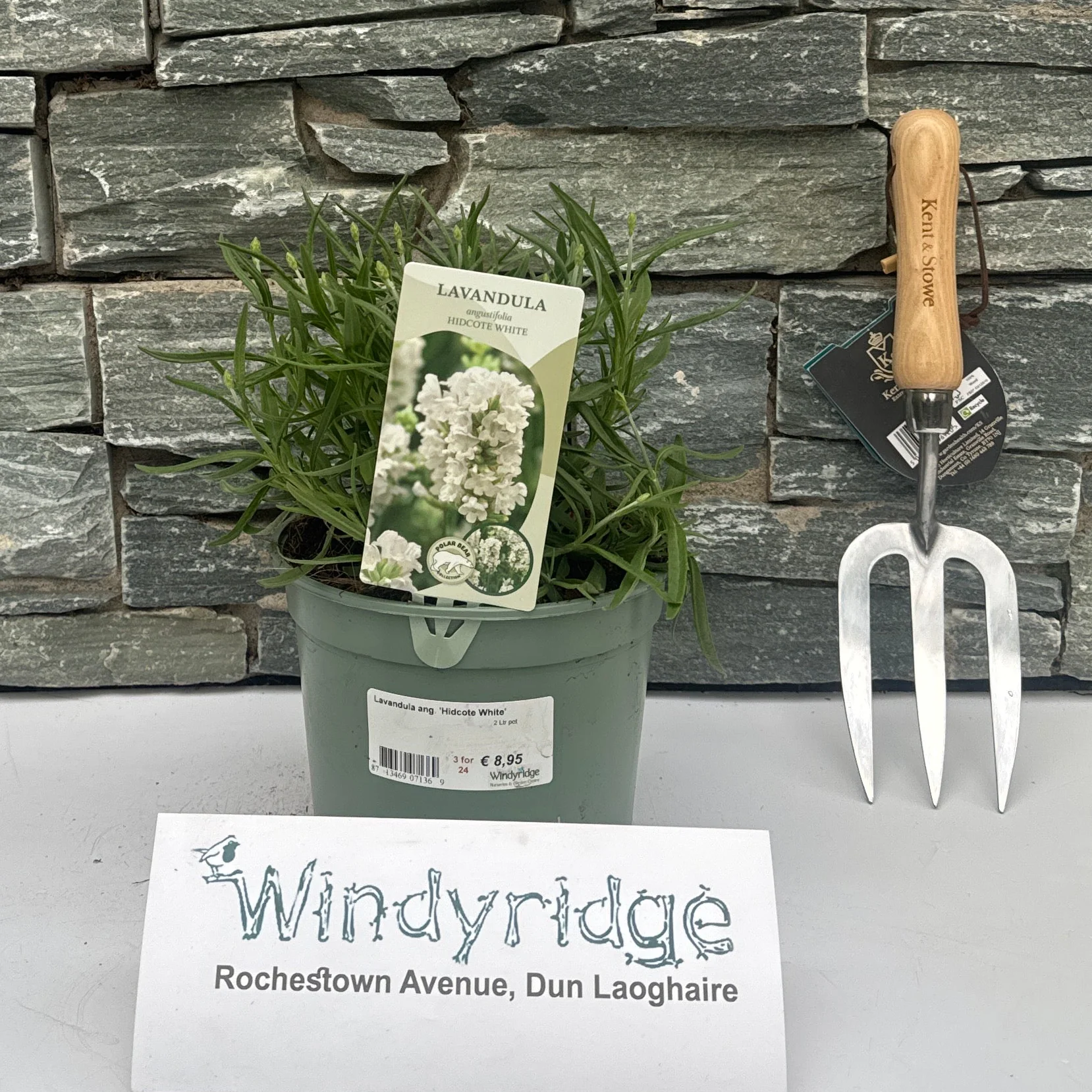 Lavandula ang. 'Hidcote White' 2 Ltr pot