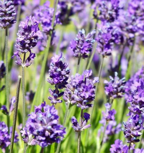 Lavandula ang. Little Lady