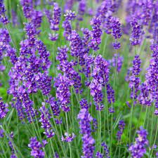 Lavandula ang. Munstead