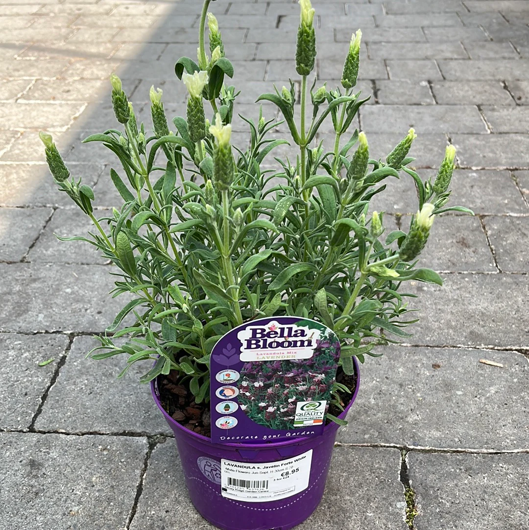 LAVANDULA s. Javelin Forte White WN