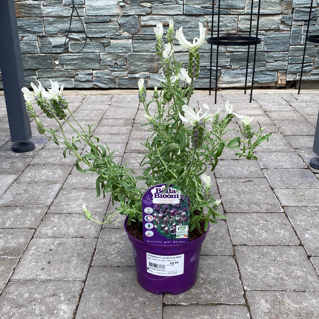 LAVANDULA s. Javelin Forte White WN - Image 2