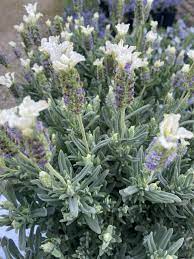 LAVANDULA s. Javelin Forte White WN - Image 3