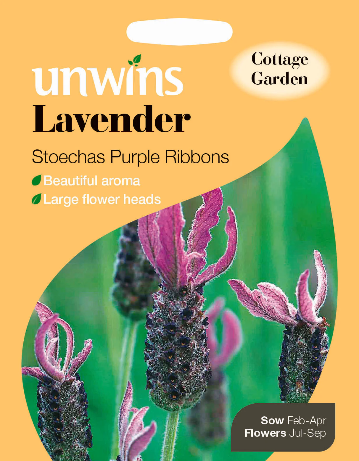 Lavender Stoechas Purple Ribbons