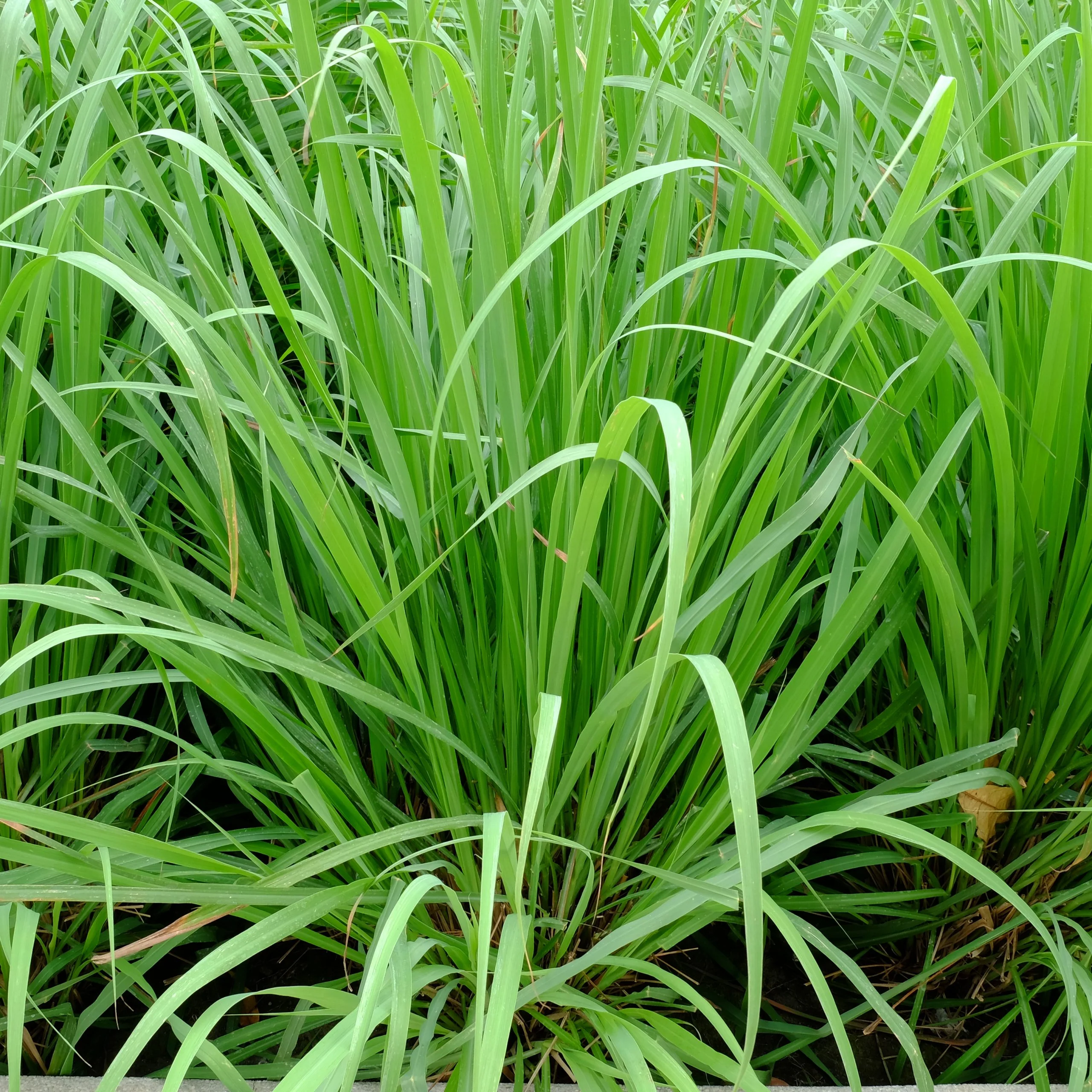 Lemon Grass - Image 2