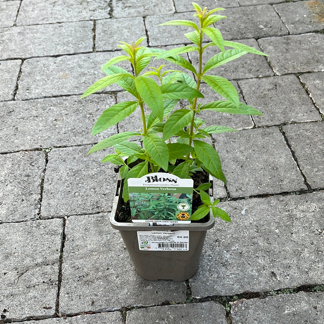 Lemon Verbena - Image 3