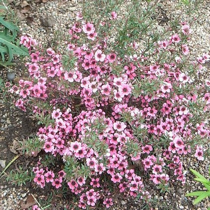 LEPTOSPERMUM S. MARTINII - Image 2