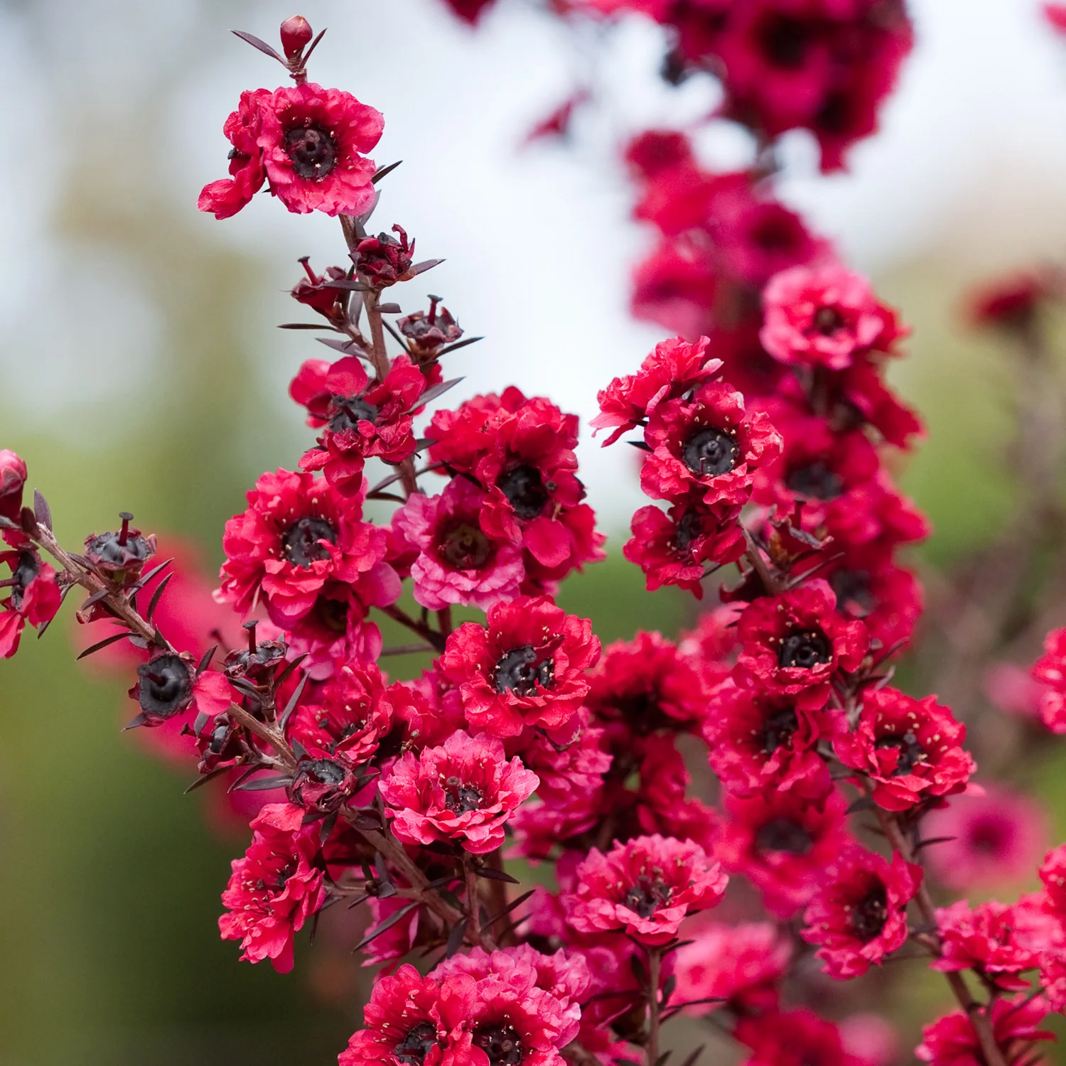 LEPTOSPERMUM S. WINTER CHEER