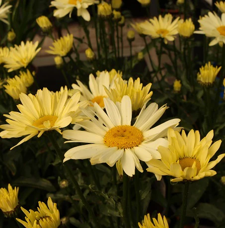 Leucanthemum Banana Cream 3lt Pot