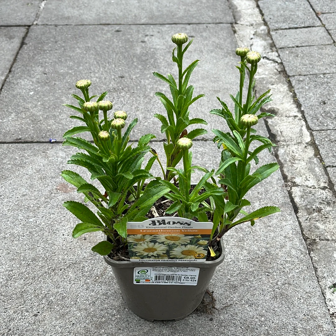 Leucanthemum Lacreme - Image 3