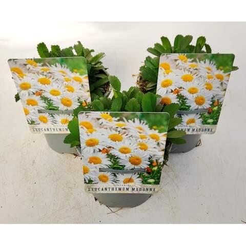 Leucanthemum (S) 'Madonna'