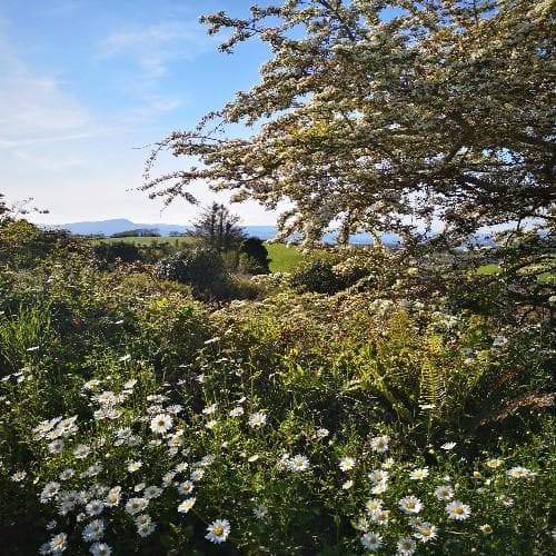 Leucanthemum vulgare May Queen - Image 3