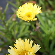 Leucanthemum x. sup. Goldfinch - Image 2