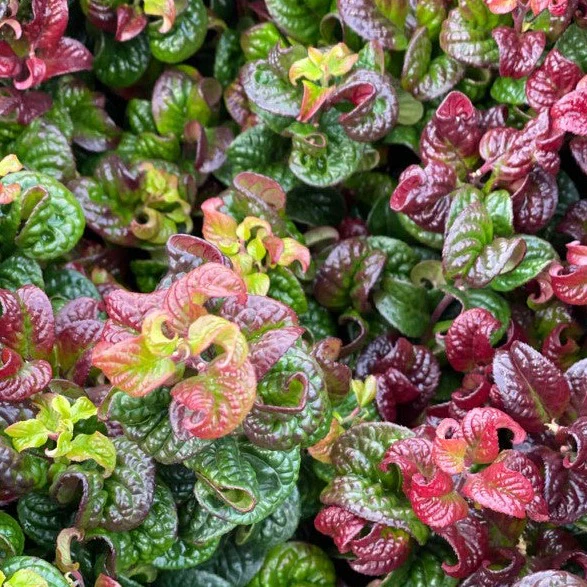 Leucothoe axillaris Curly Red